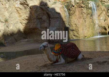 A camel restingin the tunisian desert Stock Photo