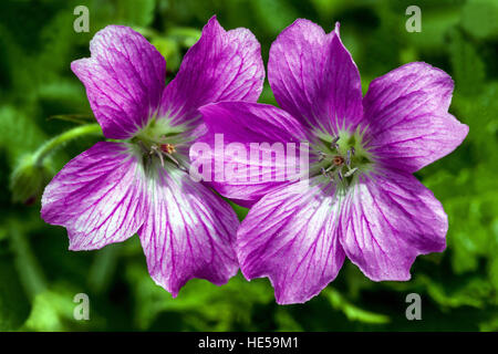 Geranium oxonianum 'Summer Surprise', Cranesbill in bloom hardy geraniums Stock Photo