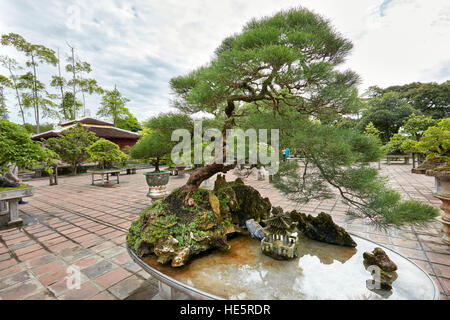 Old bonsai pine tree growing in bonsai garden at Thien Mu Pagoda. Hue, Vietnam. Stock Photo