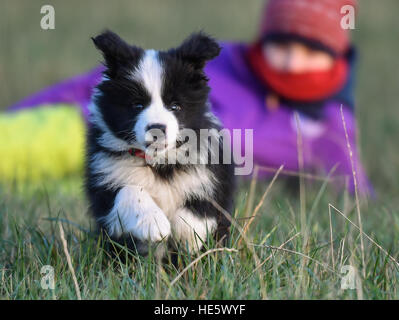 Sieversdorf, Germany. 16th Dec, 2016. Ten-year-old girl Amy from Sieversdorf, watches on as Tilda, a nine-week-old Border Collie puppy, runs through a field in Sieversdorf, Germany, 16 December 2016. Photo: Patrick Pleul/dpa-Zentralbild/dpa/Alamy Live News Stock Photo