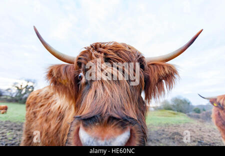 A cute horned Highland Cattle looking straight into the camera very close up on a Flintshire Farm in North wales Stock Photo
