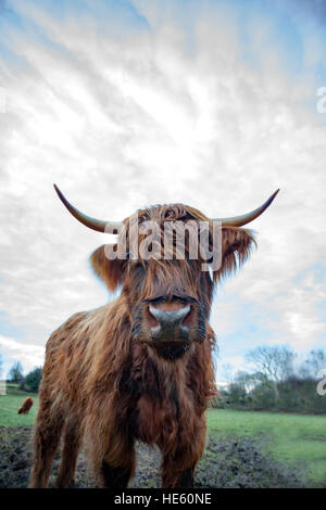 A cute horned Highland Cattle looking straight into the camera very close up on a Flintshire Farm in North wales Stock Photo