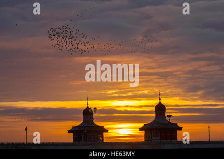Birds in Flight, flying in the clouds at flocks of Starlings at Blackpool, Lancashire, UK. Starling murmuration at sunset. One of the great birding spectacles of the winter is the starlings' pre-roost assembly. Prior to settling down for the night, flocks of these gregarious birds swoop around until there is one enormous, swirling black mass. In the winter up to a million birds, swarm, swoop, shift, swirl and twirl, moving as one while performing amazing aerial acrobatics. this ballet at dusk is a pre-roosting phenomenon known as starling murmuration. Stock Photo