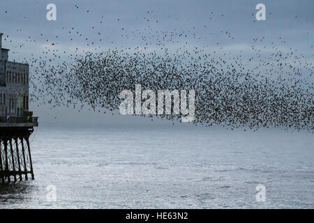 Birds in Flight, flying in the clouds at flocks of Starlings at Blackpool, Lancashire, UK. Starling murmuration at sunset. One of the great birding spectacles of the winter is the starlings' pre-roost assembly. Prior to settling down for the night, flocks of these gregarious birds swoop around until there is one enormous, swirling black mass. In the winter up to a million birds, swarm, swoop, shift, swirl and twirl, moving as one while performing amazing aerial acrobatics. this ballet at dusk is a pre-roosting phenomenon known as starling murmuration. Stock Photo