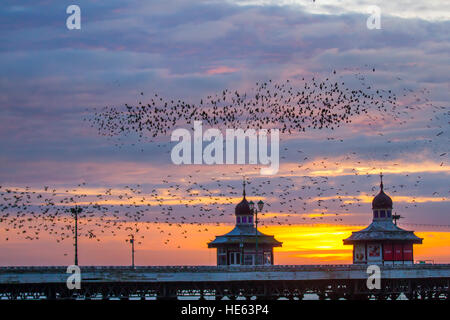 Birds in Flight, flying in the clouds at flocks of Starlings at Blackpool, Lancashire, UK. Starling murmuration at sunset. One of the great birding spectacles of the winter is the starlings' pre-roost assembly. Prior to settling down for the night, flocks of these gregarious birds swoop around until there is one enormous, swirling black mass. In the winter up to a million birds, swarm, swoop, shift, swirl and twirl, moving as one while performing amazing aerial acrobatics. this ballet at dusk is a pre-roosting phenomenon known as starling murmuration. Stock Photo