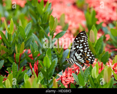 Lemon Butterfly (Papilio demoleus) sits on a flowering bush. Hue, Vietnam.