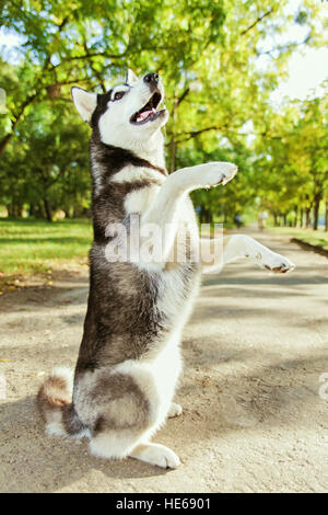 The gray husky dog standing on two legs Stock Photo