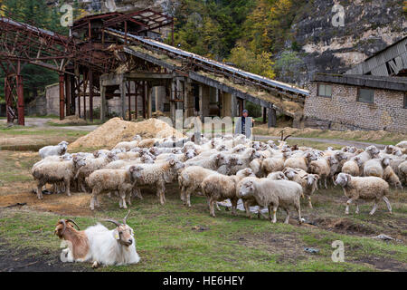 Herd of goats and sheep with shepherd and abandoned sand washing facility on the background in Chiatura, Georgia. Stock Photo
