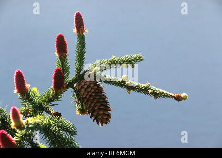 Single brown pine cone on a branch with red tips of new cones emerging, spring time, Germany. Stock Photo