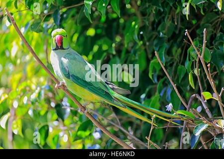 Ring-Necked Parakeet, (Psittacula krameri), adult on tree, Africa Stock Photo