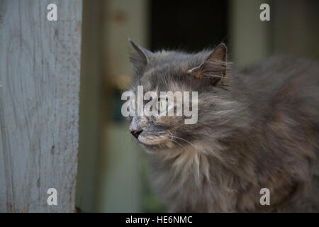 Gray cat perched on porch Stock Photo