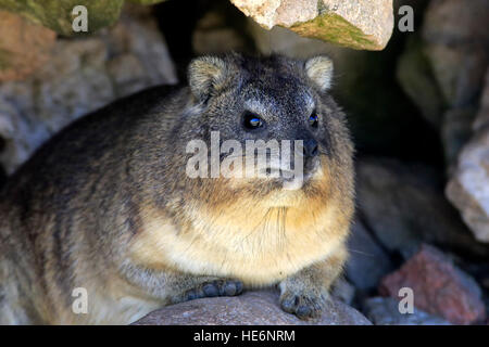 Rock Dassie, (Procavia capensis), adult at den portrait, Betty's Bay, Western Cape, South Africa, Africa Stock Photo