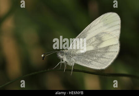 The rare Wood White (Leptidea sinapis ) our daintiest butterflies with one of the slowest and delicate flights. Stock Photo