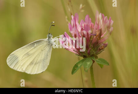 The rare Wood White (Leptidea sinapis ) our daintiest butterflies with one of the slowest and delicate flights. Stock Photo