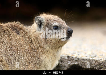 Rock Dassie, (Procavia capensis), adult portrait, Betty's Bay, Western Cape, South Africa, Africa Stock Photo