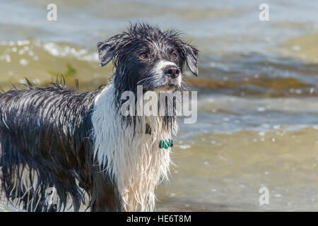 A wet border collie dog at the beach waits intently for its master to throw something to fetch. Stock Photo