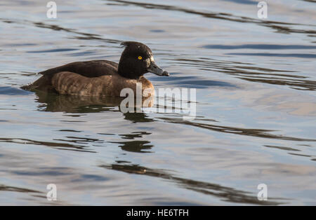 Female Tufted Duck Cosmeston Lake Stock Photo