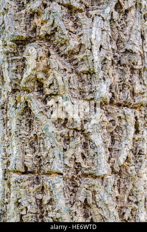 Tree bark surface texture background Stock Photo