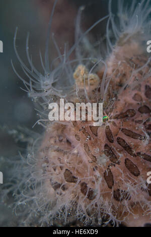 Hairy Frogfish (Antennarius striatus) portrait Stock Photo