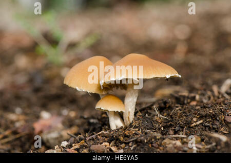 Psathyrella candolleana, Pale Brittlestem, wild Mushrooms, mushroom, Andalusia, Spain. Stock Photo