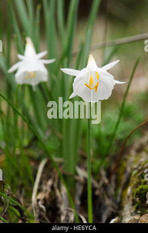 Narcissus cantabricus,White Hooped-Petticoat, flowering in winter in Andalusia, Spain. Stock Photo