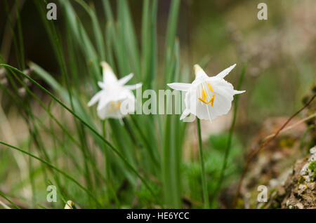 Narcissus cantabricus,White Hooped-Petticoat, flowering in winter in Andalusia, Spain. Stock Photo