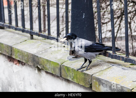 Tasty cookies in the beak of a crow sitting on the fence Stock Photo