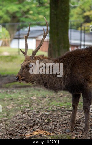 Closeup of the sika deer in Nara park, Japan Stock Photo