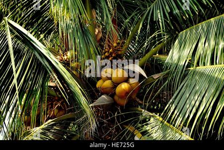 Bang Saen, Thailalnd - January 8, 2014:  Clusters of ripening coconuts surrounded by palm fronds hang from a tree on the Bang Saen beach promenade Stock Photo