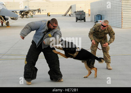 Tech. Sgt. Kevin Crosby, an F-16 avionics technician currently assigned to the 451st Expeditionary Aircraft Maintenance Squadron at Kandahar Airfield, Afghanistan, wears a bite suit during a military working dog demonstration with handler U.S. Army Sgt. Shaun Thomas July 22, 2012. Military working dog handlers brought their dogs from the kennels at Kandahar Airfield, Afghanistan, to the flight line to give demonstrations to the airmen. Members of the 169th Fighter Wing at McEntire Joint National Guard Base, S.C., are deployed to Kandahar Airfield in support of Operation Enduring Freedom. Swamp Stock Photo