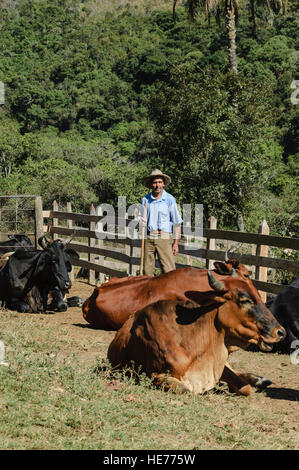 cattle on a farm in minas gerais the interior of Brazil Stock Photo - Alamy