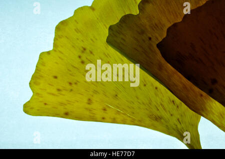 yellow with abstract shapes Stock Photo