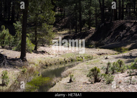 A creek flowing through a small meadow in a ponderosa pine tree forest. Coconino National Forest, Arizona Stock Photo