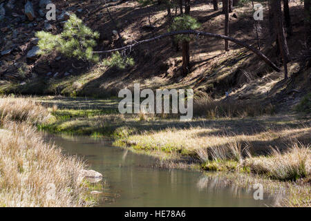A creek flowing through a small meadow in a ponderosa pine tree forest. Coconino National Forest, Arizona Stock Photo