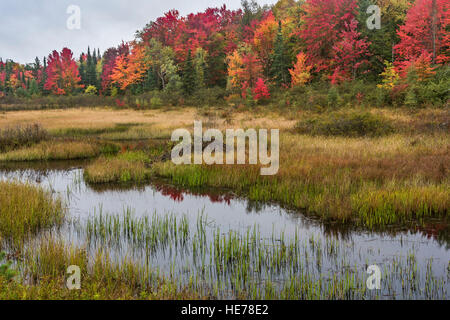 Cranberry Lake NY Northern Forest Reeds in New York s Cranberry Lake ...