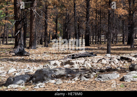 A section of the Arizona Trail burned from a previous forest fire north of the Mogollon Rim. Coconino National Forest, Arizona Stock Photo