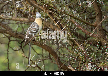 Great Spotted Cuckoo perched on an Acacia bush, Lewa conservancy Kenya Africa Stock Photo