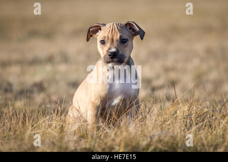 Bulldog type puppy Stock Photo