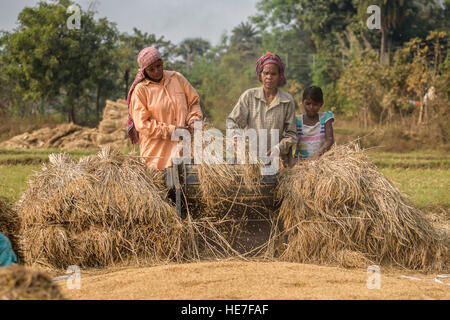 The villagers r hauling their harvested crops in the machine. Stock Photo