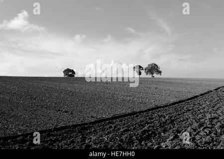 Monochrome English landscape with patterns and textures of autumn plow soil and hilltop trees in the Yorkshire wolds. Stock Photo