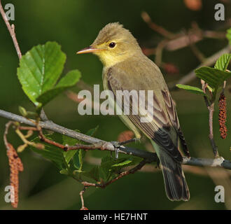 Icterine warbler, Hippolais icterina, sitting in Alder tree Stock Photo