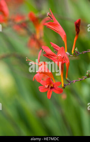 Crocosmia 'Lucifer' flowers in an herbaceous border. Stock Photo