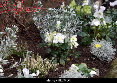 Winter flower display in a front garden. Stock Photo