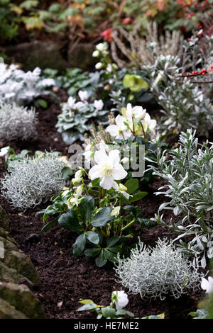 Winter flower display in a front garden. Stock Photo