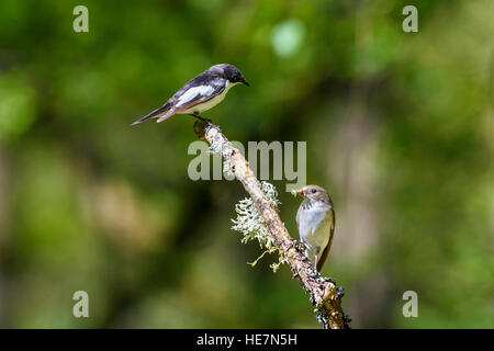 Pied Flycatcher, Ficedula hypoleuca, Carstramon Wood, Dumfries & Galloway, Scotland Stock Photo