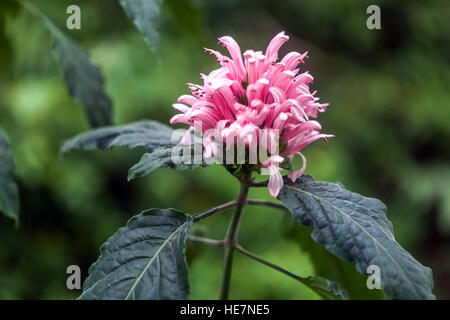 Brazilian Plume Justicia carnea flower Stock Photo