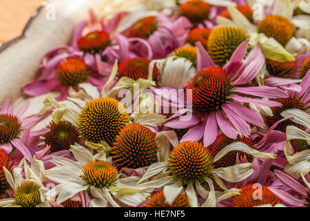 mage of drying fresh echinacea flowers in a shadow. Stock Photo