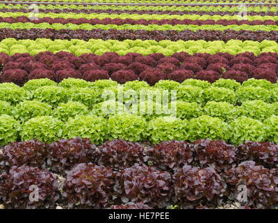 lettuces rows Stock Photo