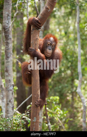 Wild Bornean Orangutan (Pongo pygmaeus) climbing down tree at Camp Leakey Stock Photo