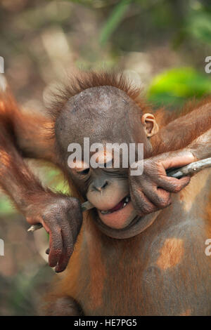 Young Bornean orangutan (Pongo pygmaeus) chewing on tree branch in forest play and training session at the Orangutan Care Center. Stock Photo